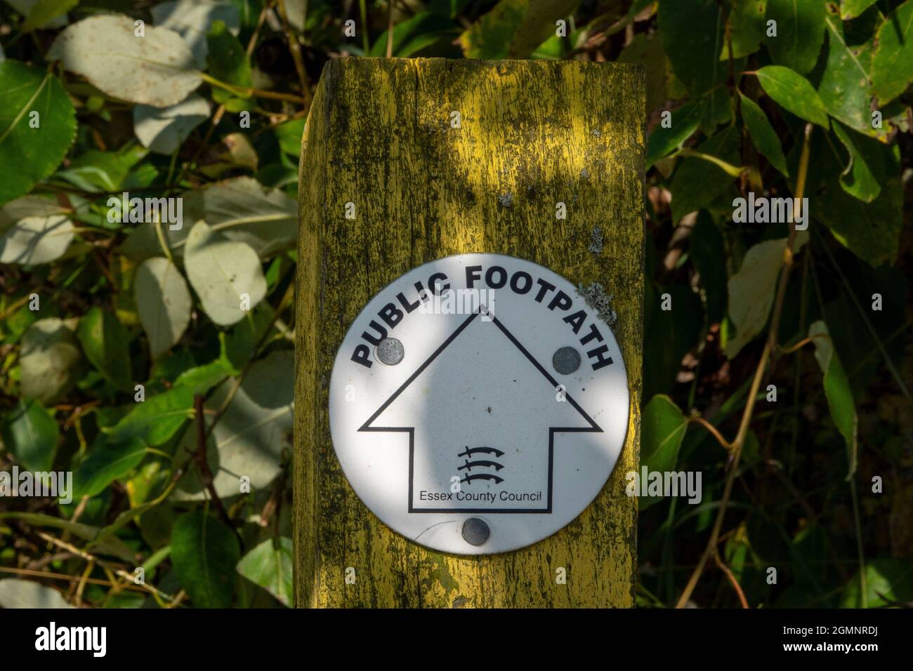 Panneau de sentier public sur une cocarde avec flèche sur fond blanc monté sur un poteau en bois pointant tout droit. Banque D'Images