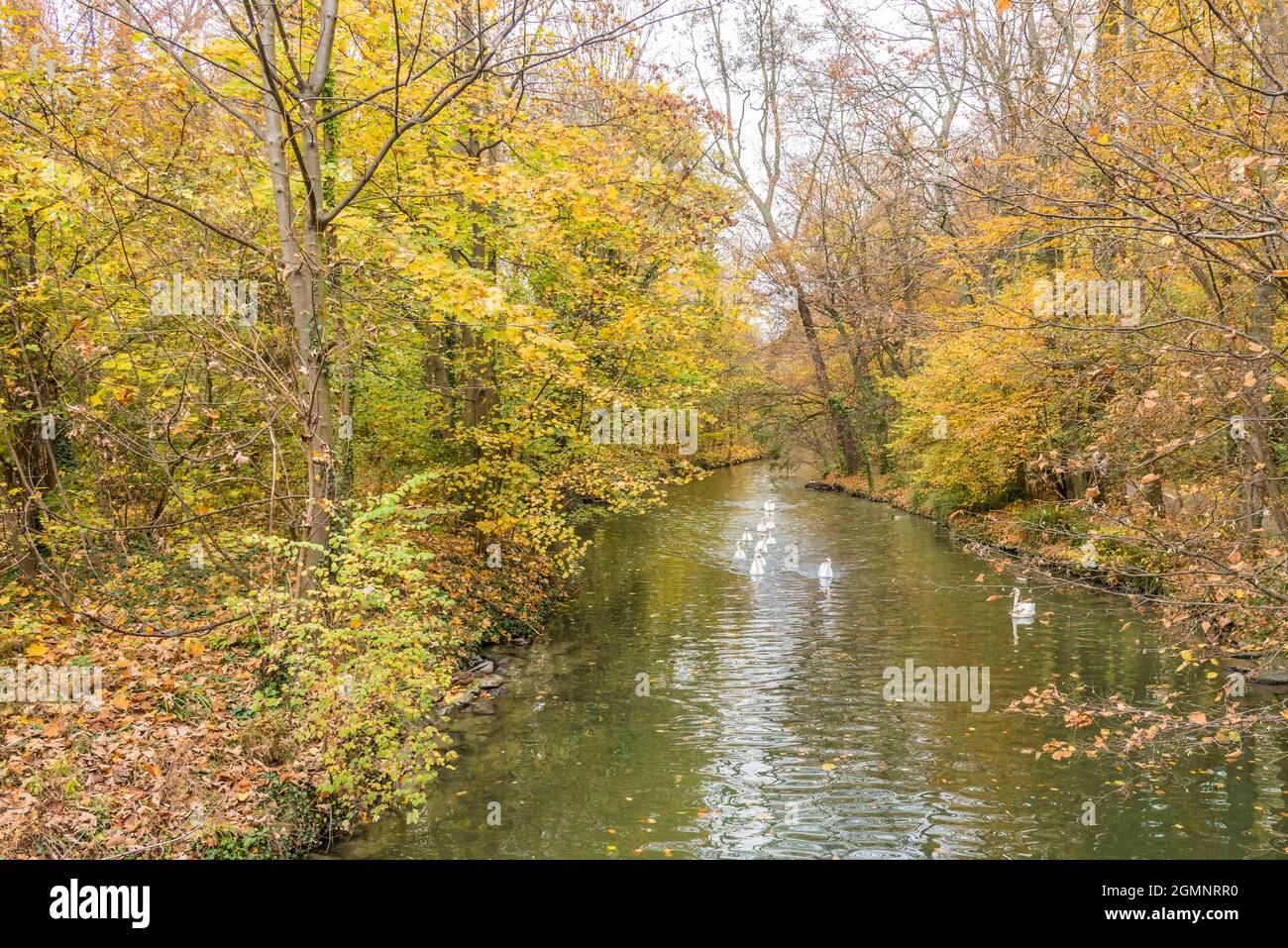Quelques canards ou oiseaux blancs flottant sur une rivière à travers une forêt brune et verte. Concept de paysage et d'animaux. Banque D'Images