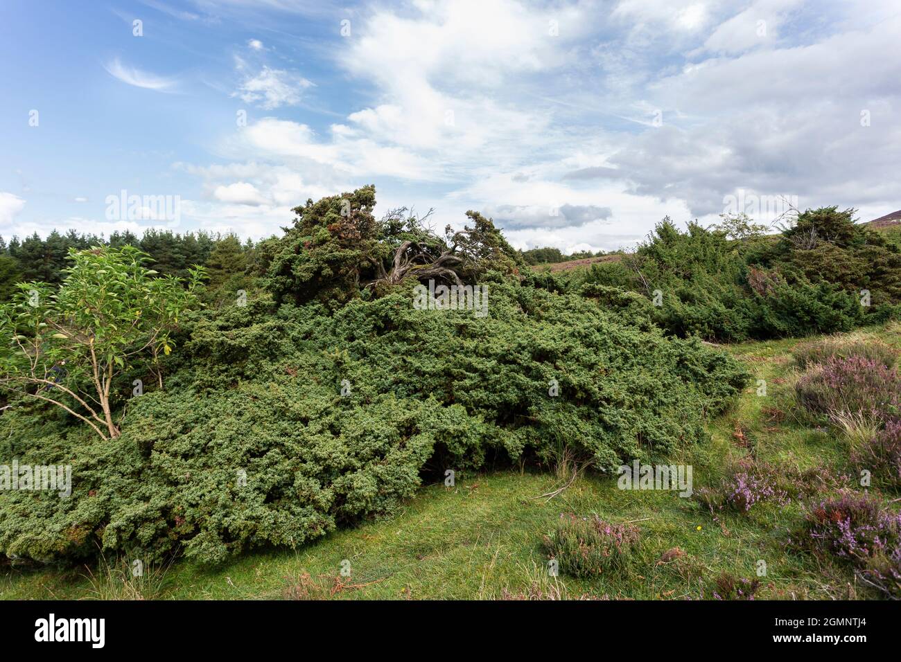 Le genévrier (Juniperus communis) sur les landes, Hepple estate, Northumberland Banque D'Images
