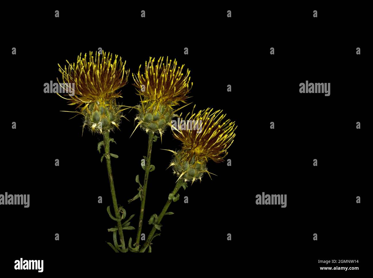 Centaurea ornata Willd, arzolla, est une espèce de chardon herbacé de la famille des Asteraceae Banque D'Images