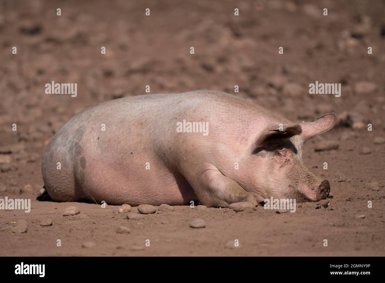 Un porc dans une ferme du Staffordshire après que les prix élevés de l'énergie ont forcé les usines d'engrais à fermer à Teeside, ce qui a entraîné une pénurie de CO2 utilisé dans l'industrie de la viande, en particulier l'industrie du porc et de la volaille, pour l'abattage humain. Quatre-vingt pour cent des porcs et des volailles sont abattus à l'aide de ce procédé. Date de la photo: Lundi 20 septembre 2021. Banque D'Images