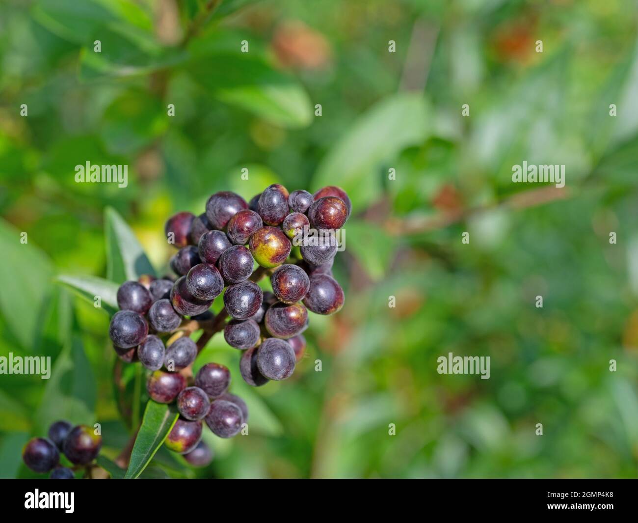Baies mûres du privet, Ligustrum vulgare Banque D'Images
