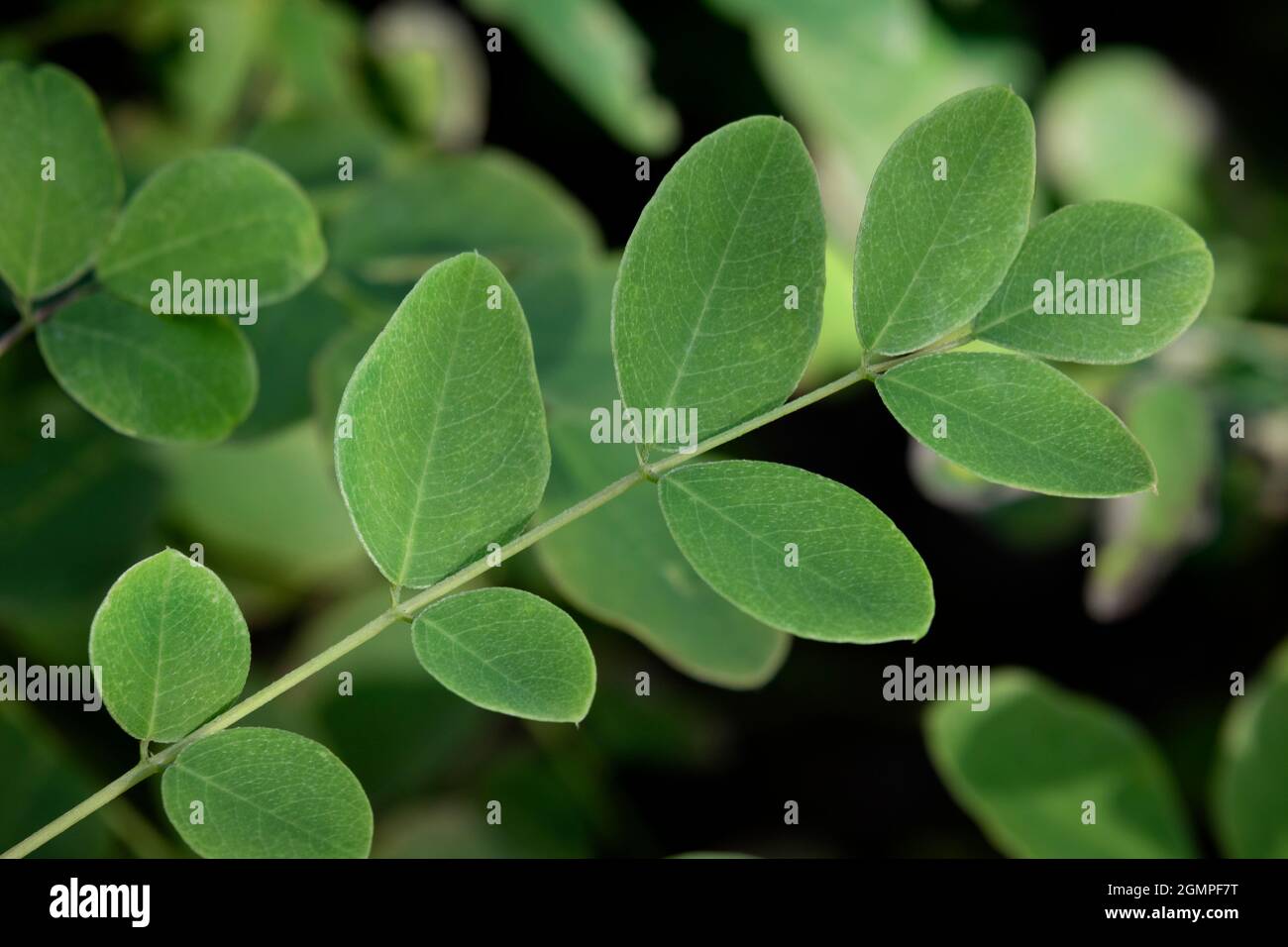 Branche verte de l'indigofera tinctoria frais, également appelée indigo vrai Banque D'Images