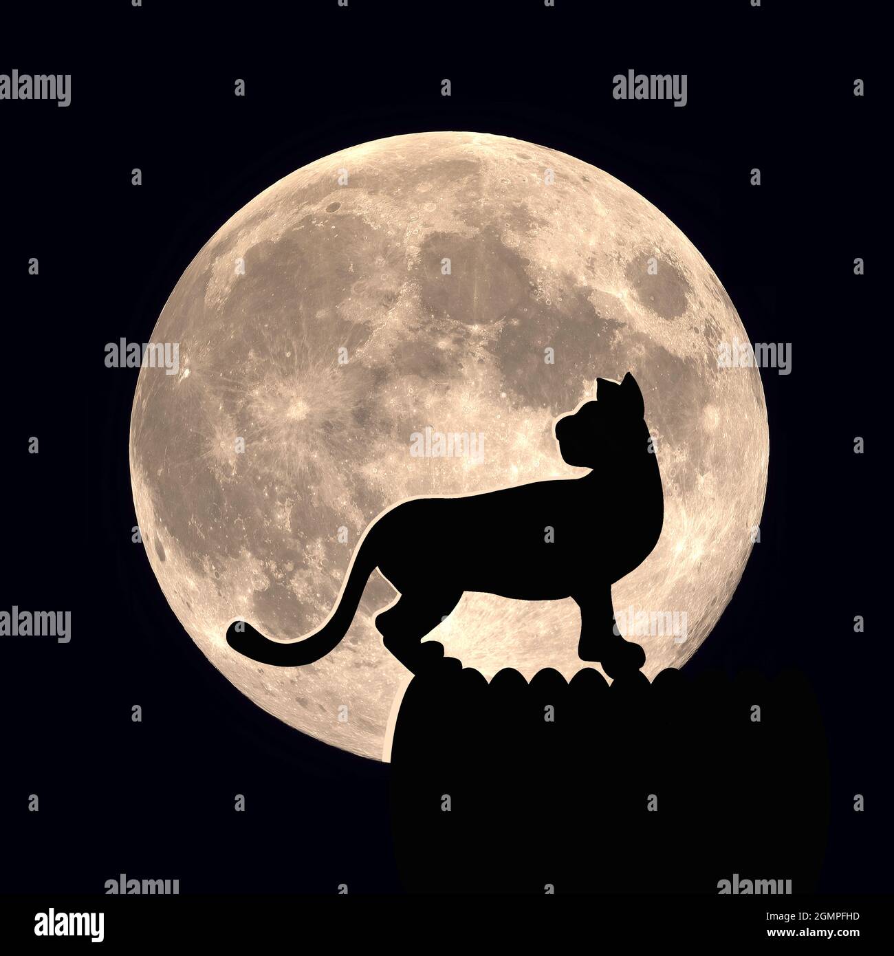 Un chat noir sur le fond de la lune. Un prédateur nocturne. Un animal de compagnie moelleux à la maison. Le chasseur de souris Banque D'Images