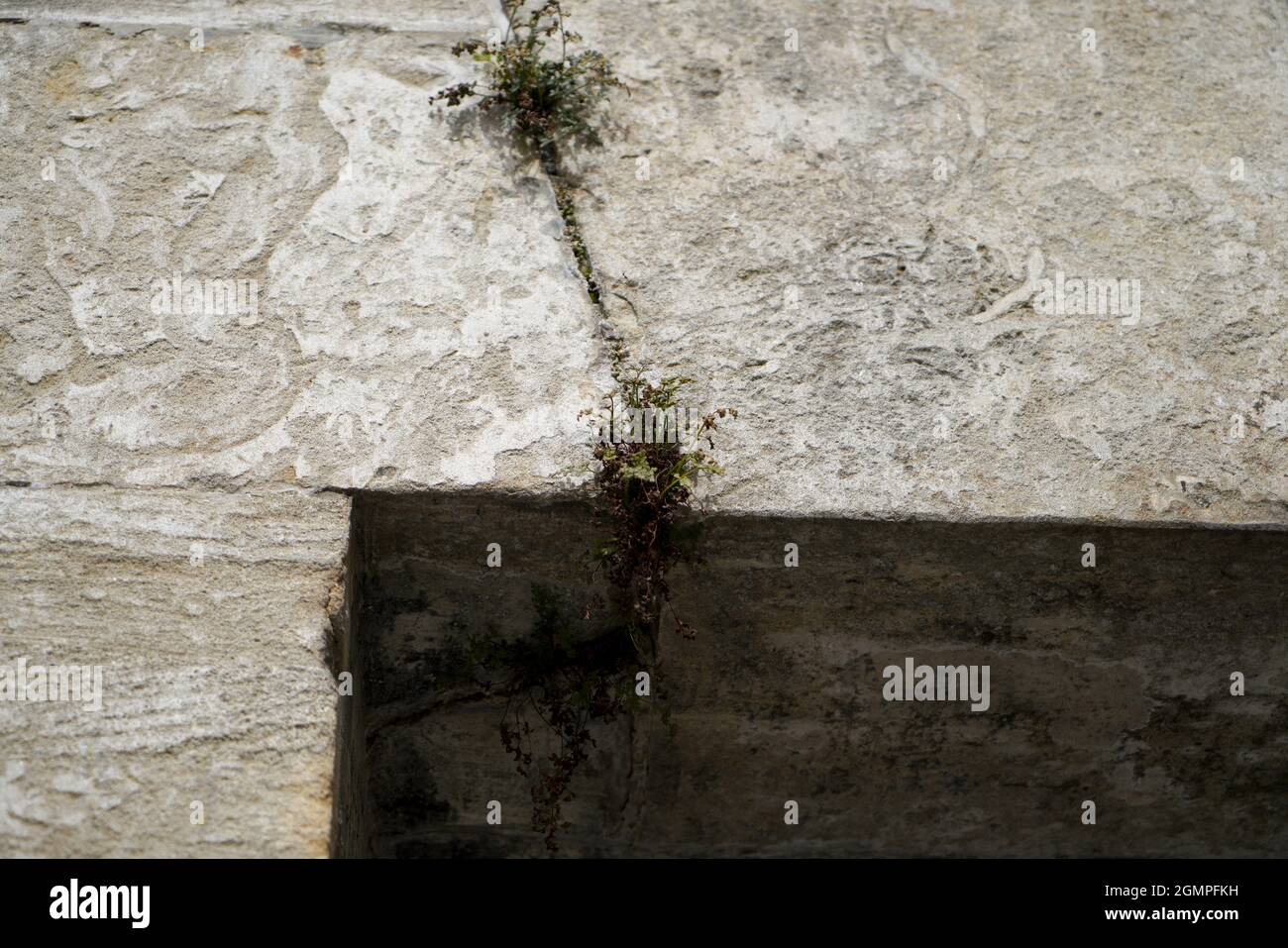 Gros plan de petites plantes qui poussent sur les petites fissures d'un mur Banque D'Images