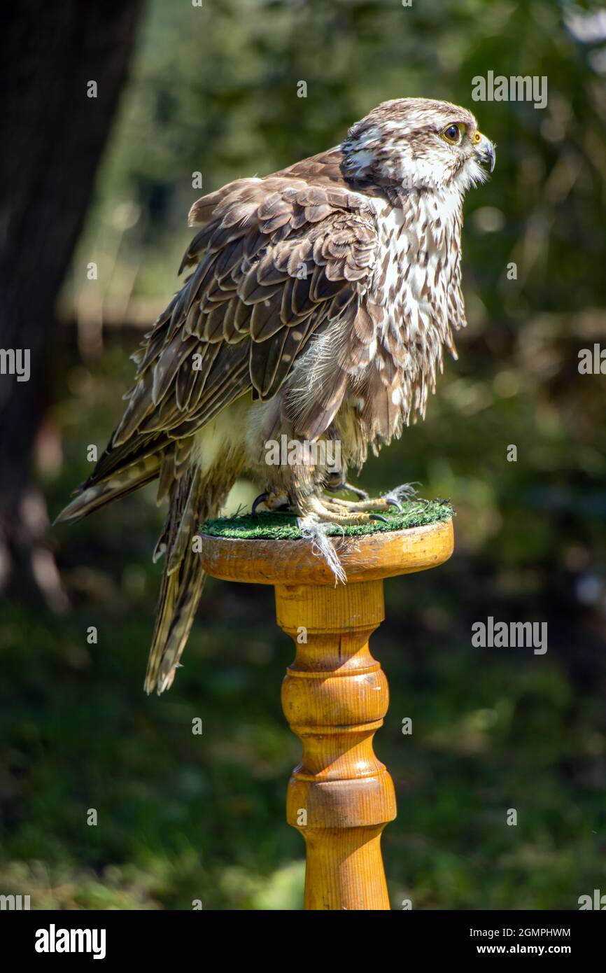 Le Falcon Saker (Cerrug Falco), est situé sur un stand dans le jardin Banque D'Images