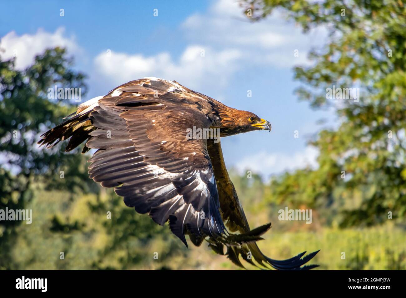 L'aigle d'or (Aquila chrysaetos) volant d'une nature estivale avec la lumière du soleil Banque D'Images