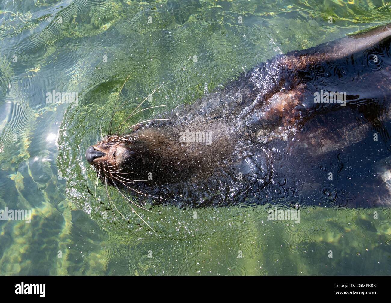 Le phoque à fourrure brun (Arctocephalus pusillus) nagent dans l'eau Banque D'Images