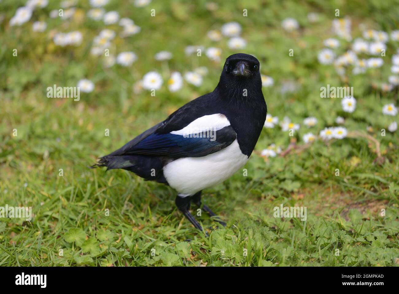 Sans Plumes Banque D Image Et Photos Alamy