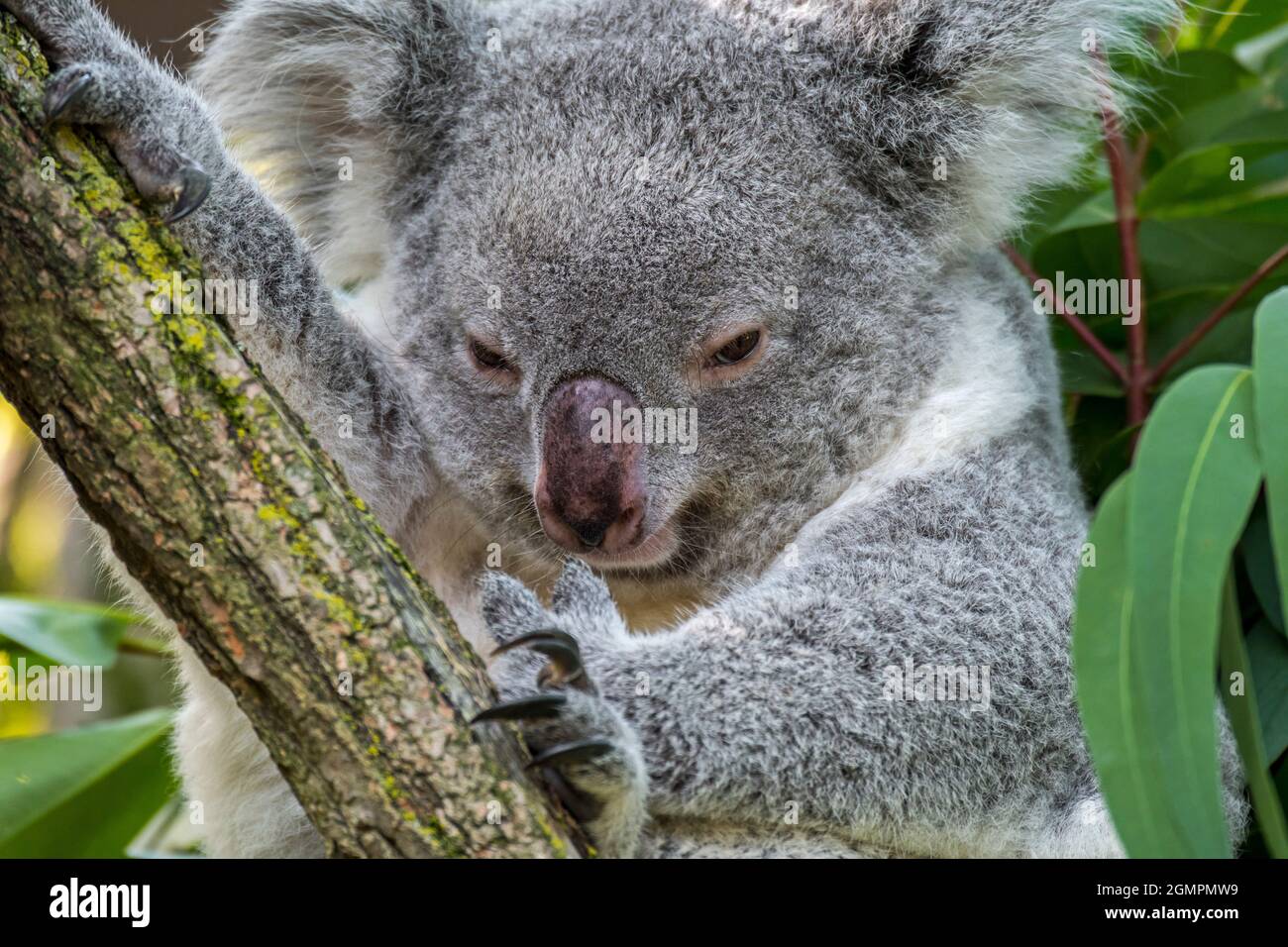 Koala (Phascolarctos cinereus) dormant dans un arbre, marsupial originaire d'Australie Banque D'Images