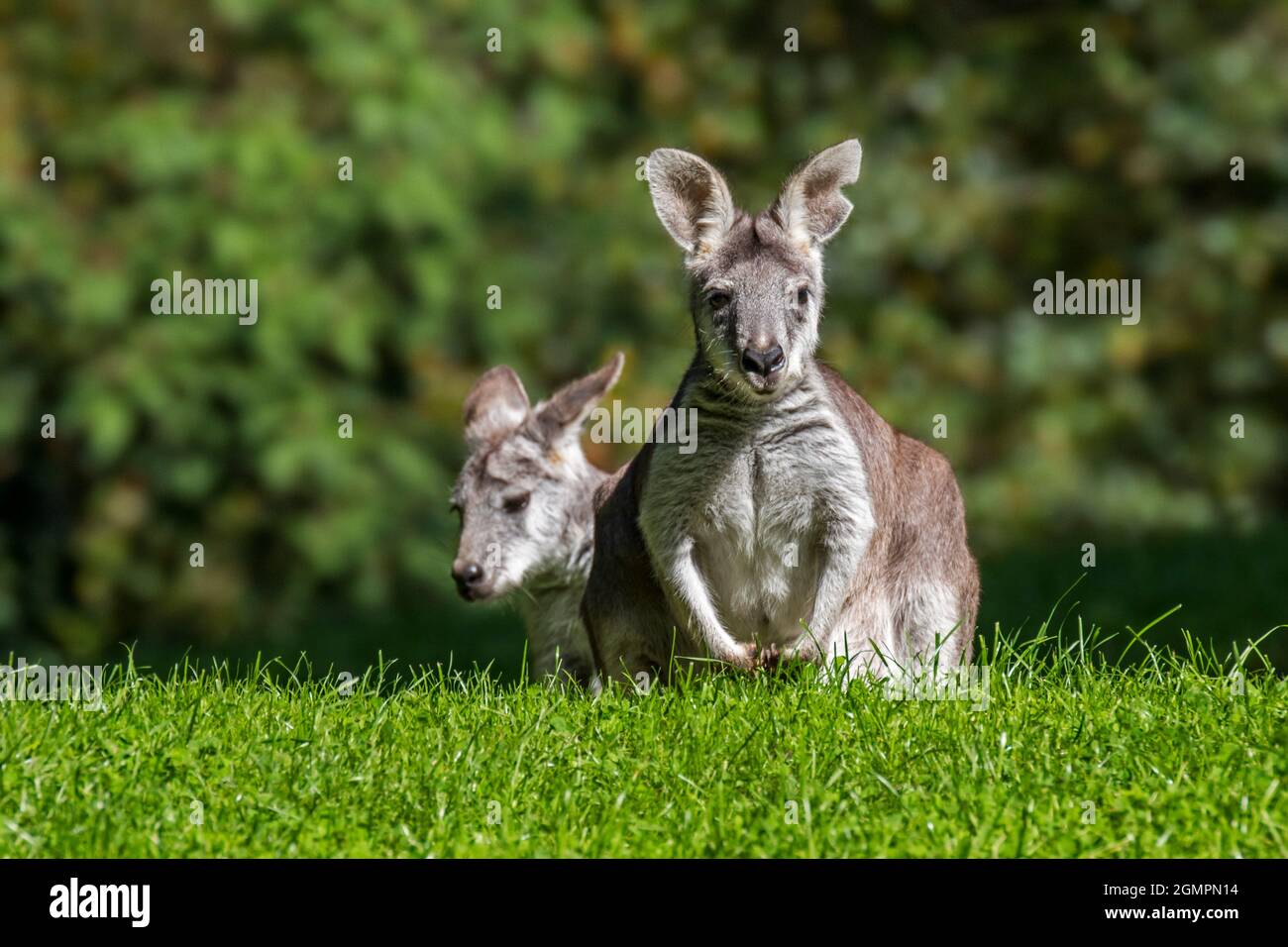 Deux wallabies marécageux / wallaby noir / wallaby noir / fougères wallabies (Wallabia bicolor), macropod marsupial originaire d'Australie Banque D'Images