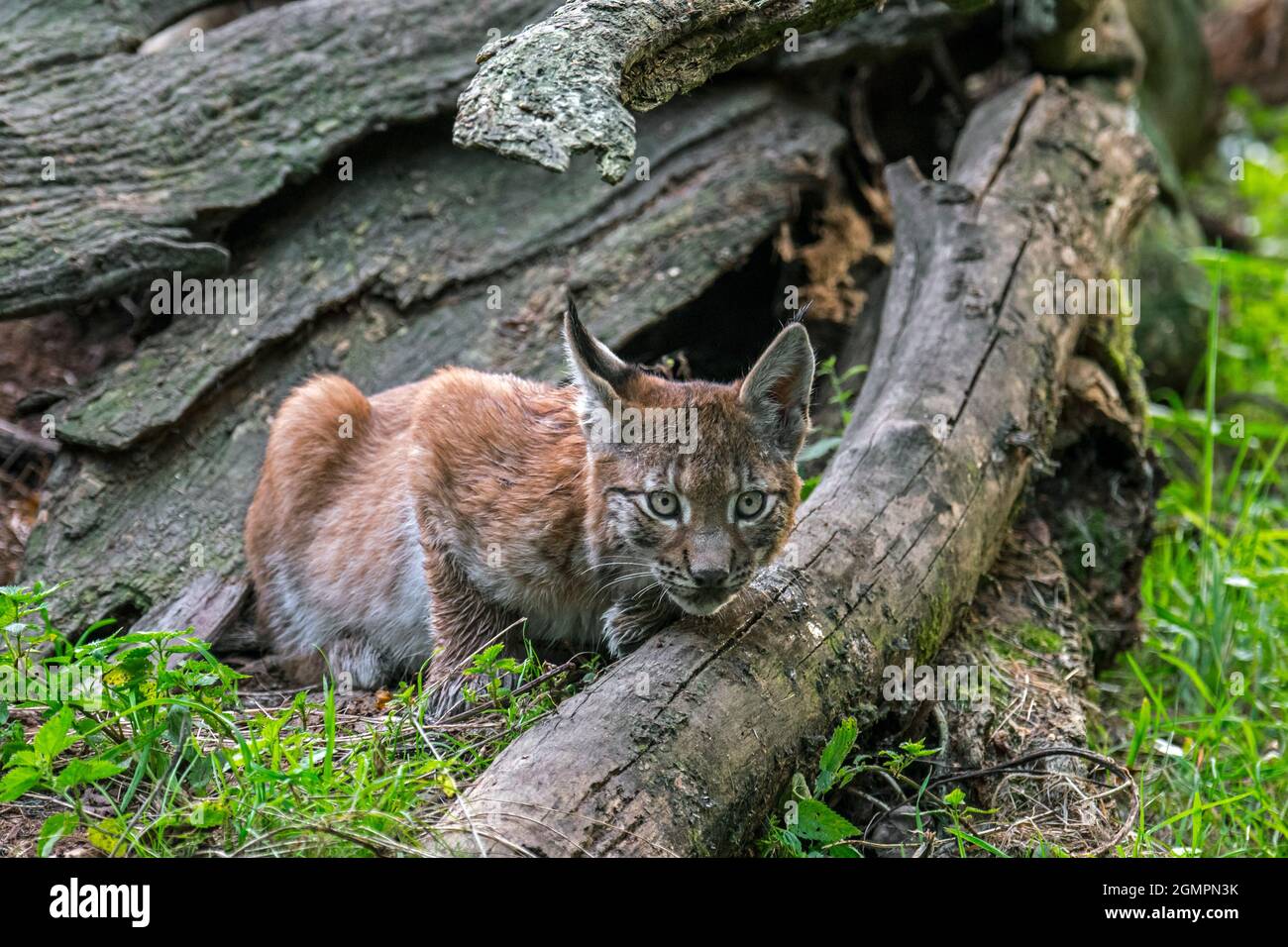 Le jeune lynx eurasien (lynx Lynx) est une proie qui perce derrière le tronc d'arbre tombé dans la forêt Banque D'Images