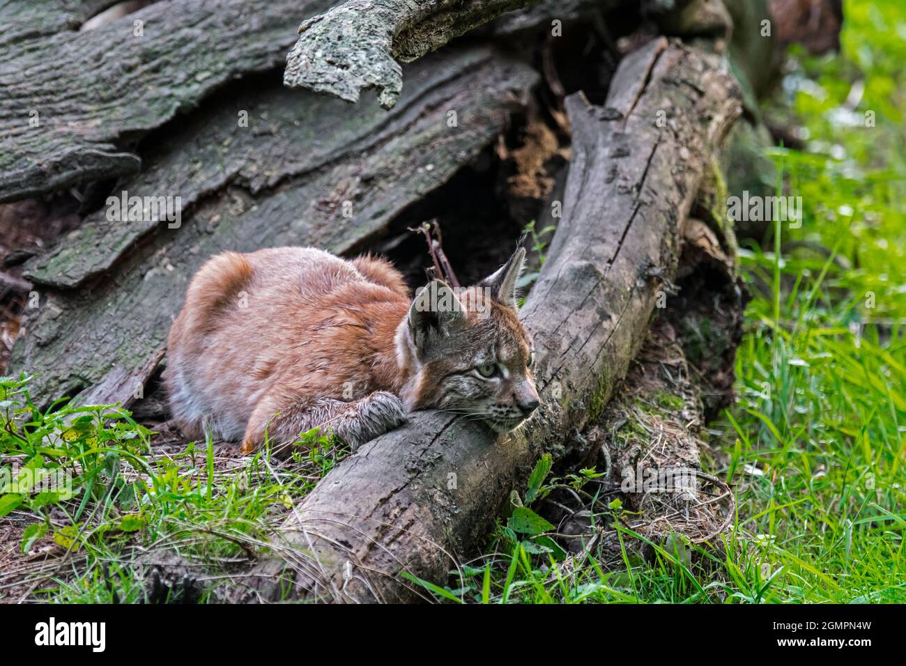 Le jeune lynx eurasien (lynx de Lynx) se repose derrière le tronc d'arbre tombé dans la forêt Banque D'Images