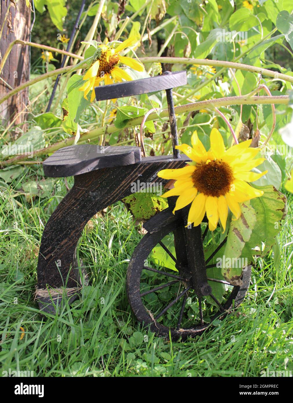 Joli vélo avec des tournesols. Banque D'Images