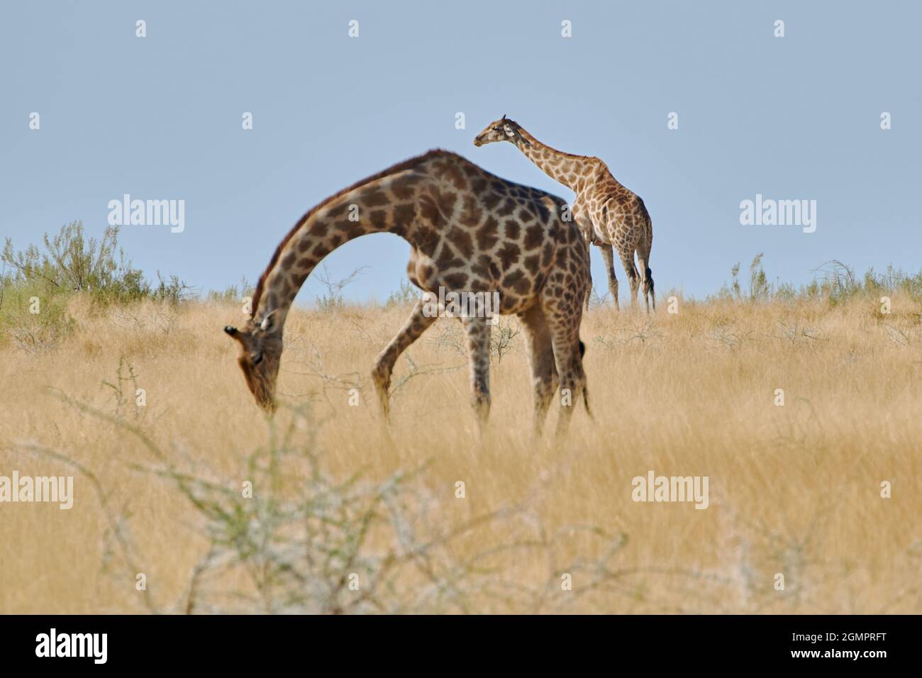 Deux girafes angolaises (Giraffa camelopardalis) qui broutent dans le parc national d'Etosha, en Namibie. Banque D'Images