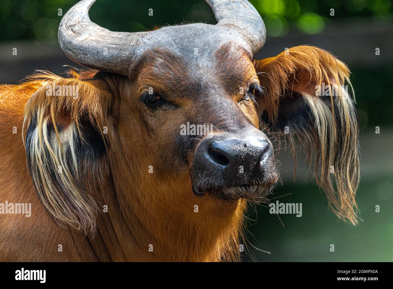 Portrait d'un Buffalo forestier (Syncerus caffer nanus) Banque D'Images
