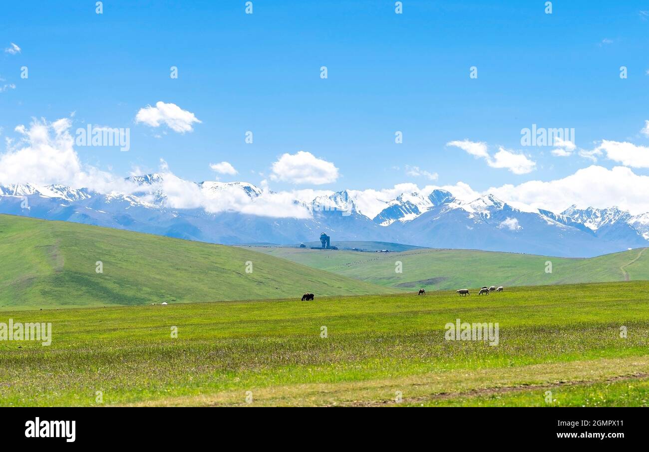 Plateau Assy au Kazakhstan près de la ville d'Almaty.Vue sur l'observatoire de haute montagne et les animaux en pâturage Banque D'Images