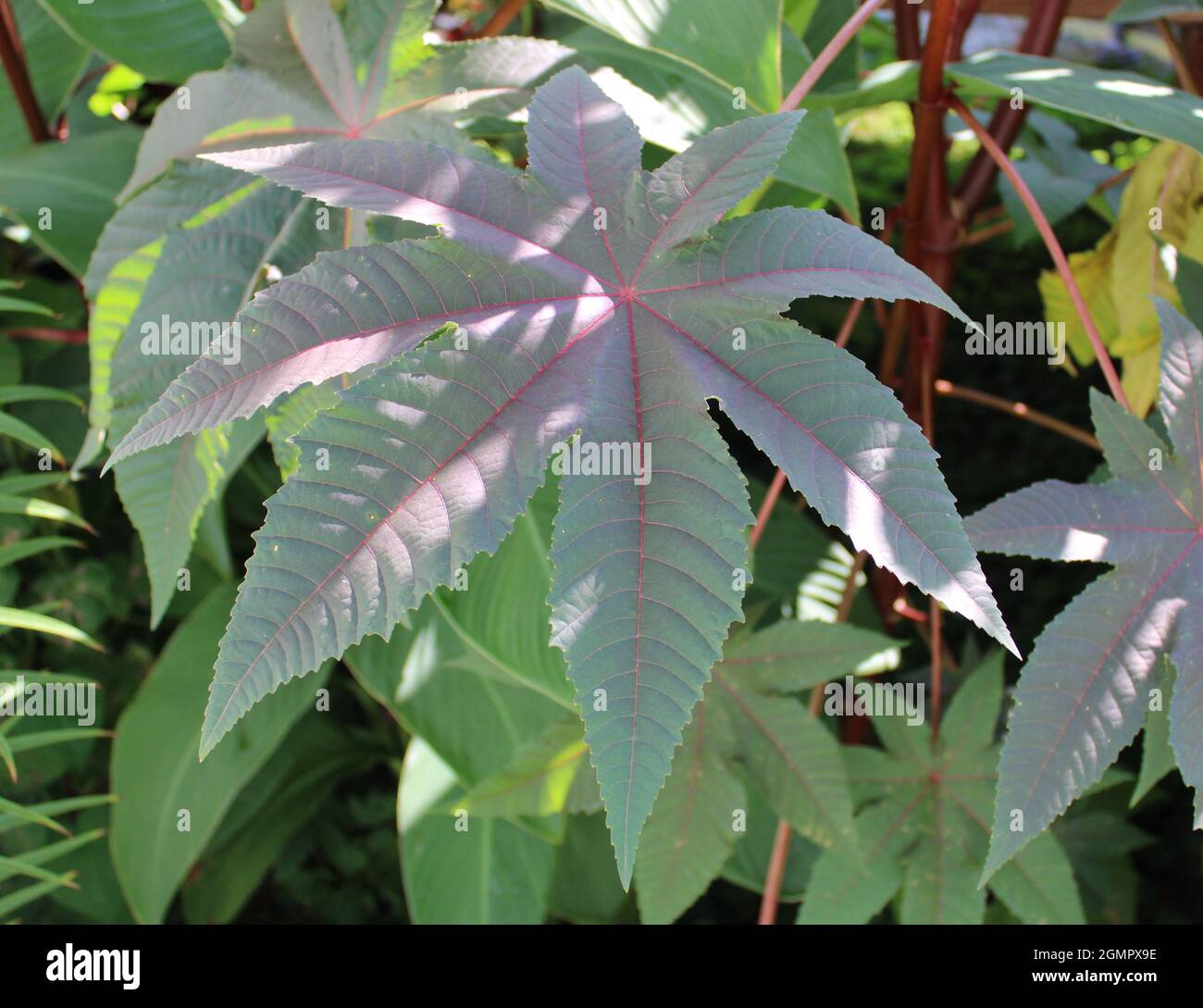 Grande plante à feuilles de castagneur. Banque D'Images