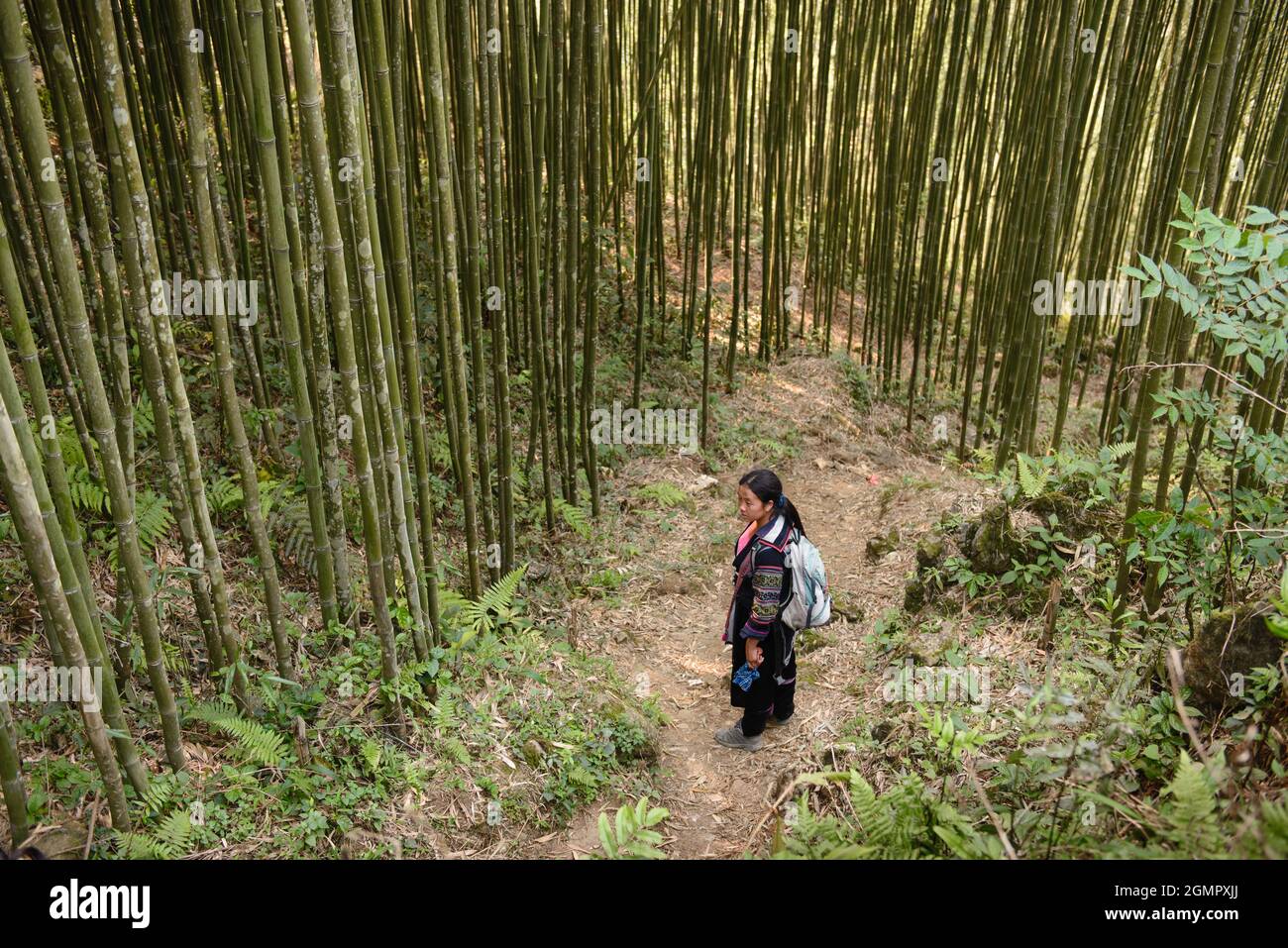 Sapa, Vietnam - 14 avril 2016: Bois de bambou vietnamien. Hauts arbres dans la forêt. Personne observant après la plantation Banque D'Images