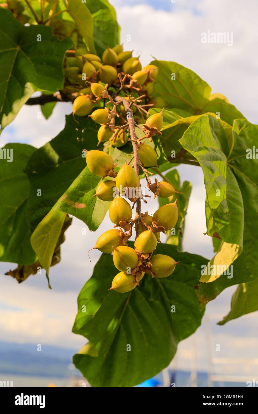 Paulownia Tomentosa, arbre d'impératrice, arbre de princesse, arbre de Foxglove - fruits verts pâle/bruns sur les branches, avec feuillage. Banque D'Images