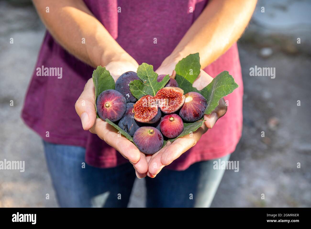 Les femmes ont des mains coupées offrant des figues rouges fraîchement cueillies et invitant à goûter la coupée. Le Jean bleu et le t-shirt violet de la femme rappellent la fi Banque D'Images