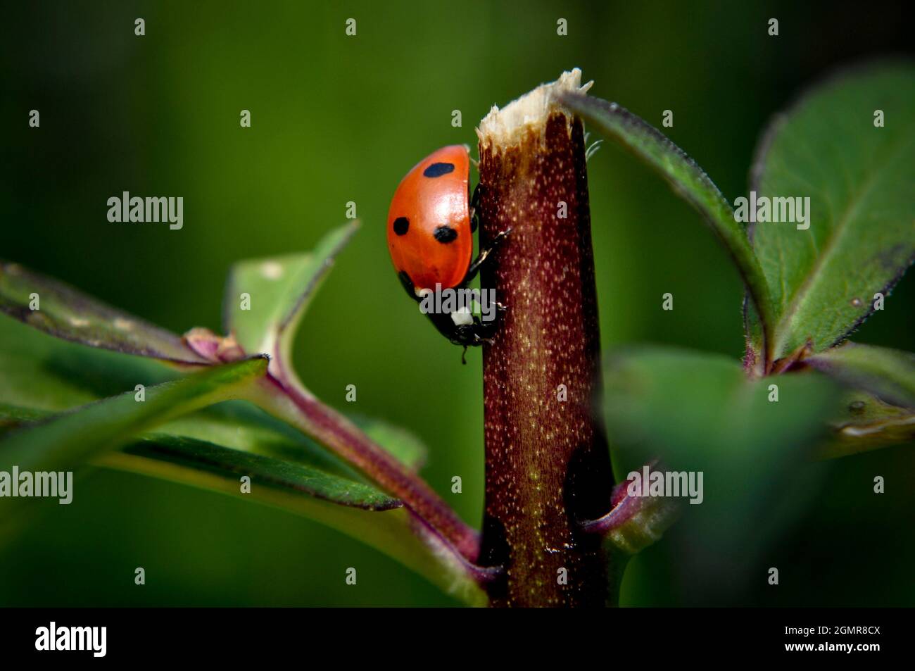 Ladybird (Coccinellidae) sur une tige Banque D'Images