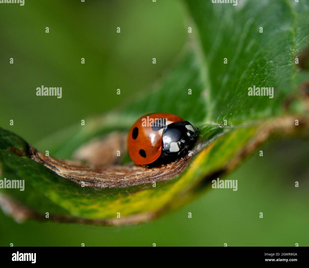 Ladybird (Coccinellidae) reposant sur une feuille Banque D'Images