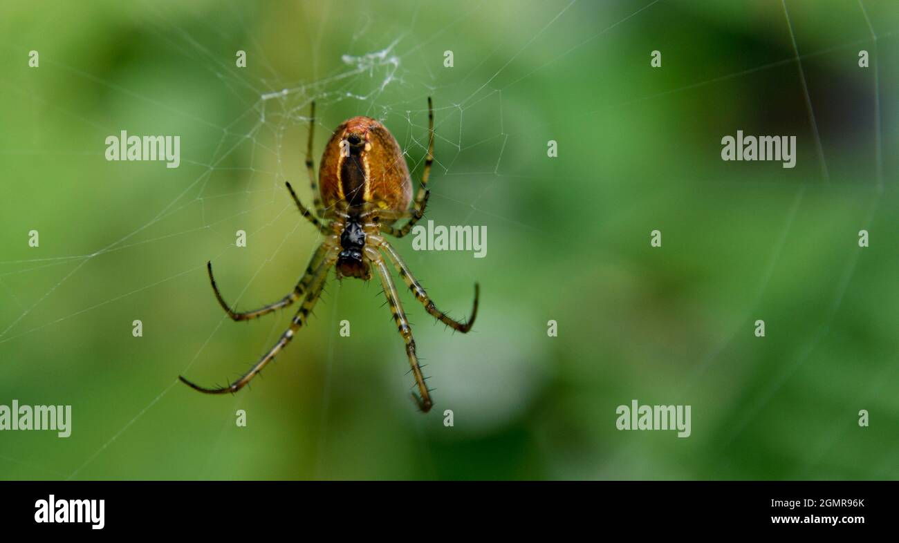 Araignée de jardin suspendue dans une toile Banque D'Images