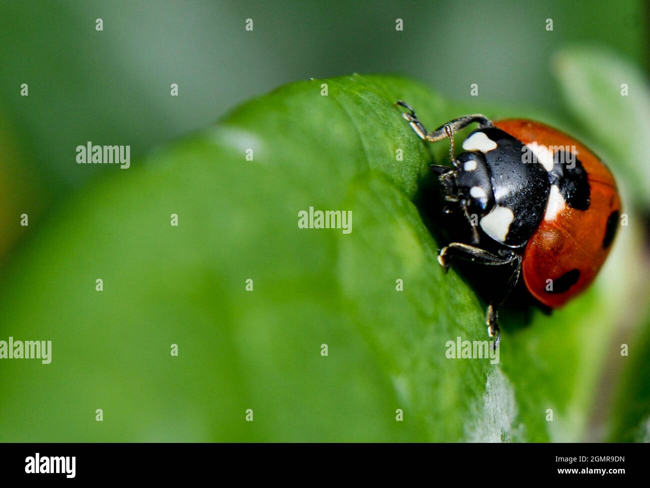 Ladybird (Coccinellidae) sur une feuille Banque D'Images