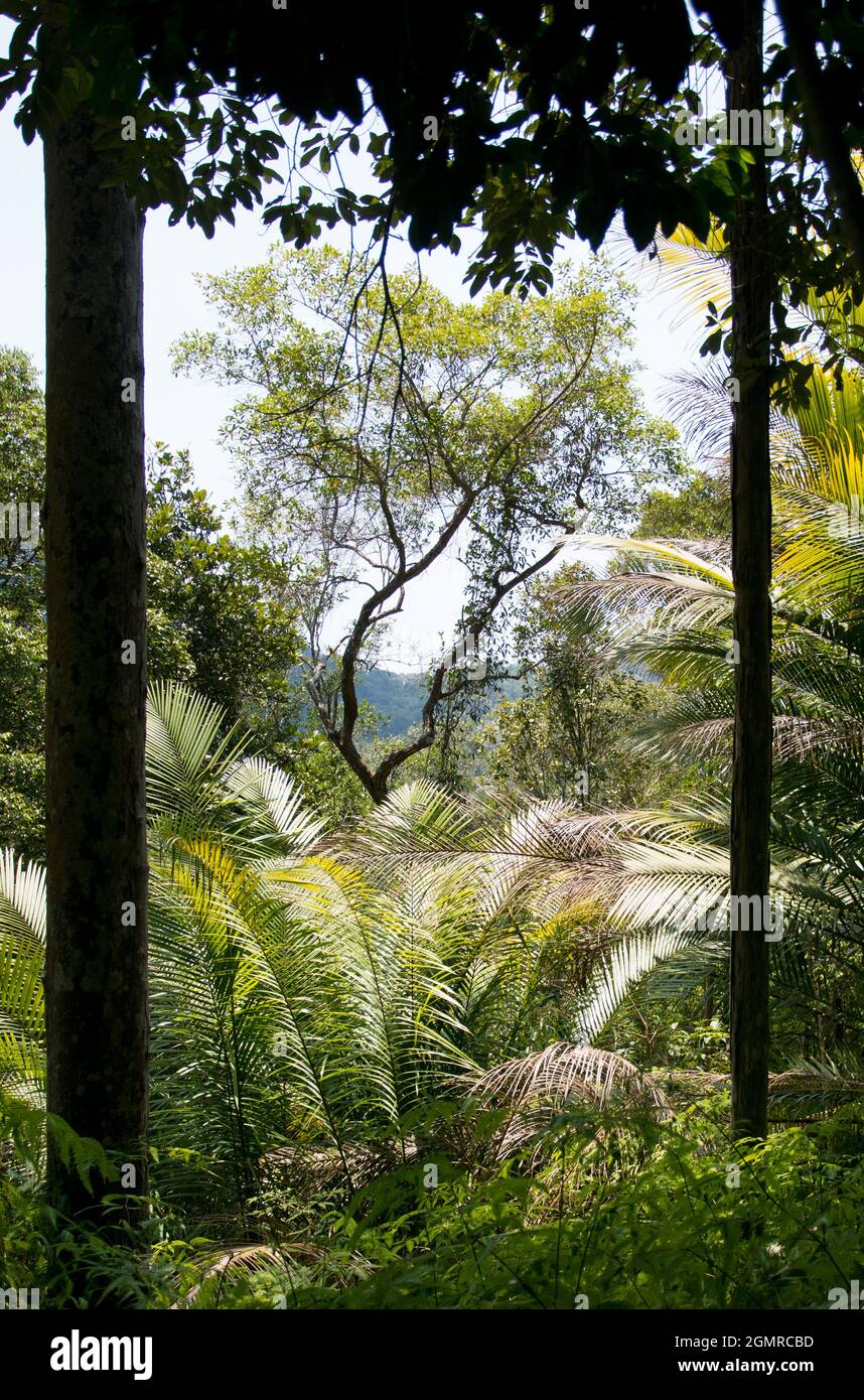 vue d'un arbre incurvé à travers différents arbres et palmiers au premier plan dans la forêt tropicale de malaisie Banque D'Images