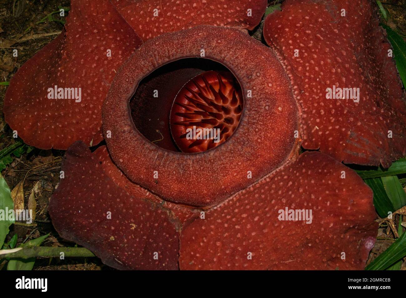 Le plus grand jardin fleuri du monde Banque de photographies et d