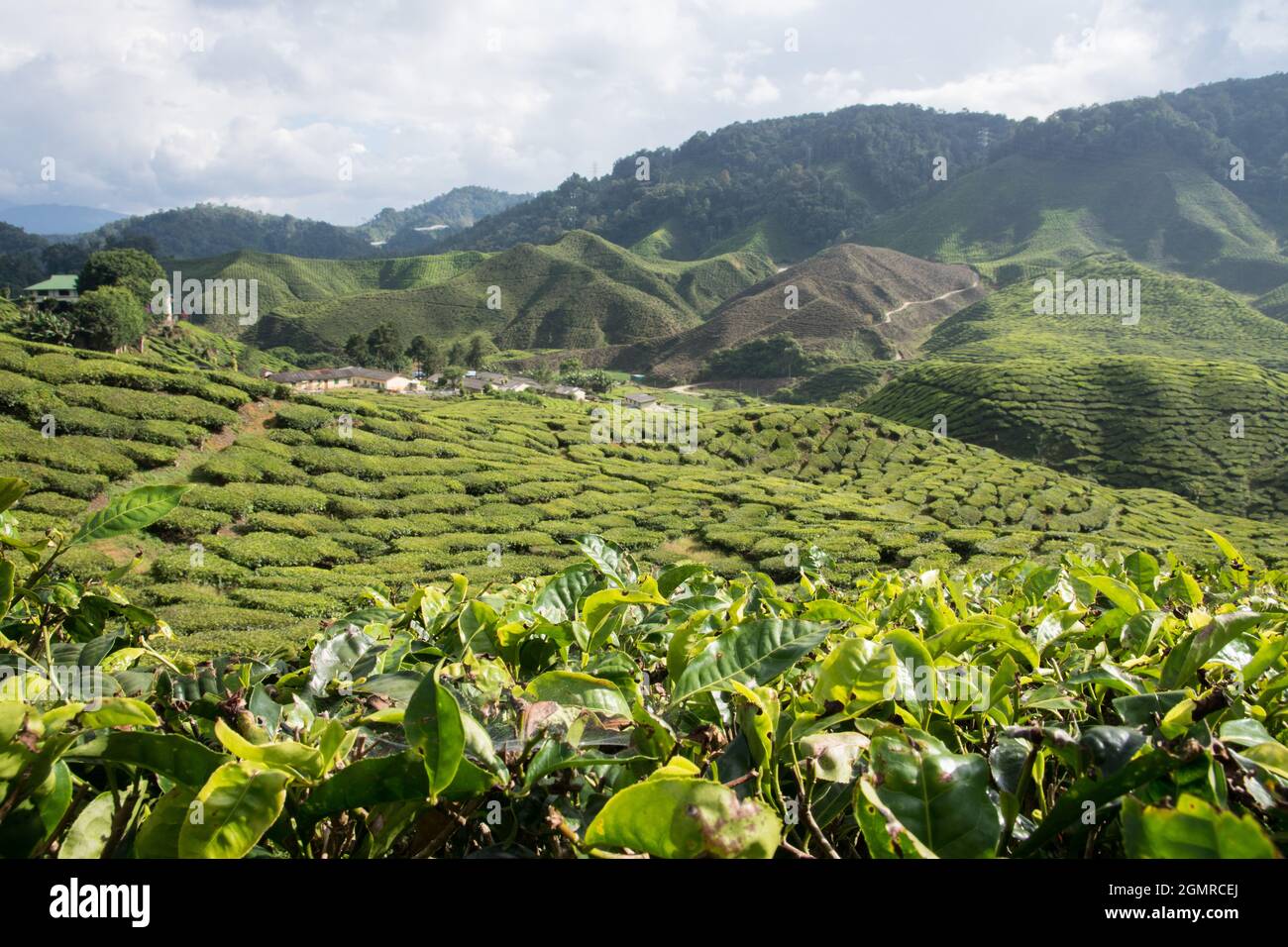 vue sur la plantation de thé vert vallonné dans le centre de la malaisie cameron highlands Banque D'Images