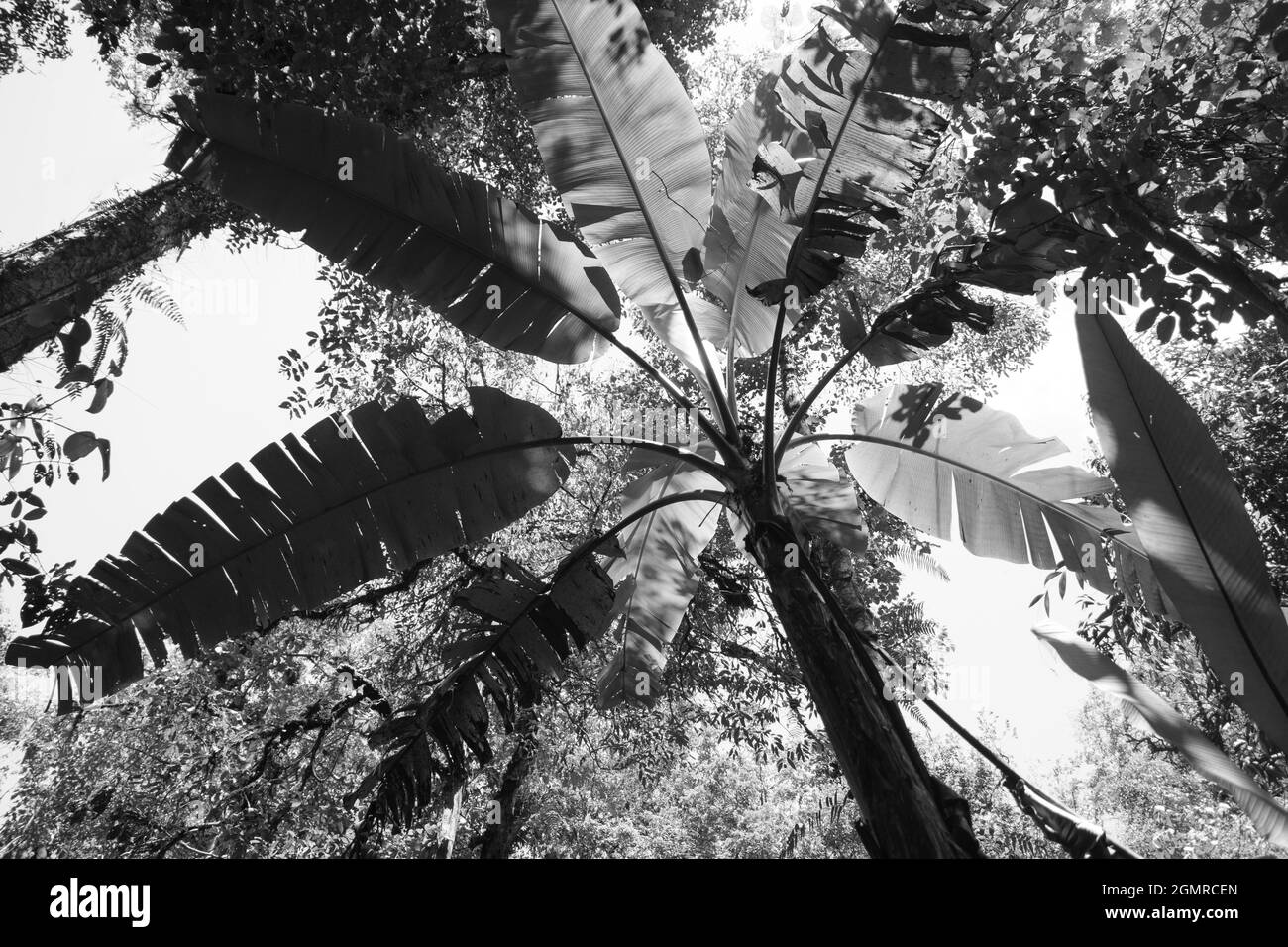 image en noir et blanc d'un palmier vu d'en dessous, perspective des grenouilles, végétation de la forêt tropicale en malaisie Banque D'Images