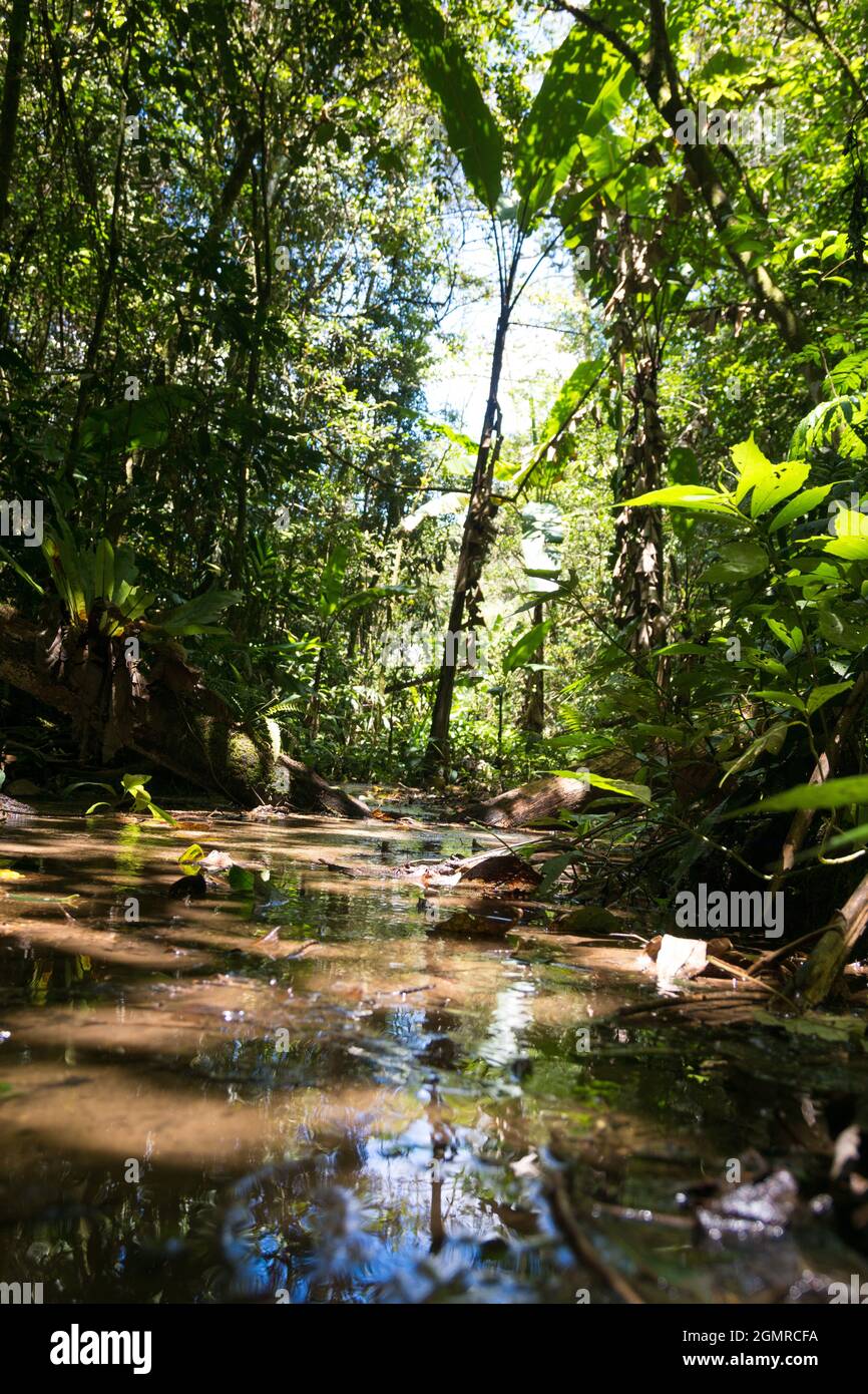 petit lac aux reflets de la lumière du soleil dans la forêt tropicale profonde de malaisie entourée de végétation verte Banque D'Images