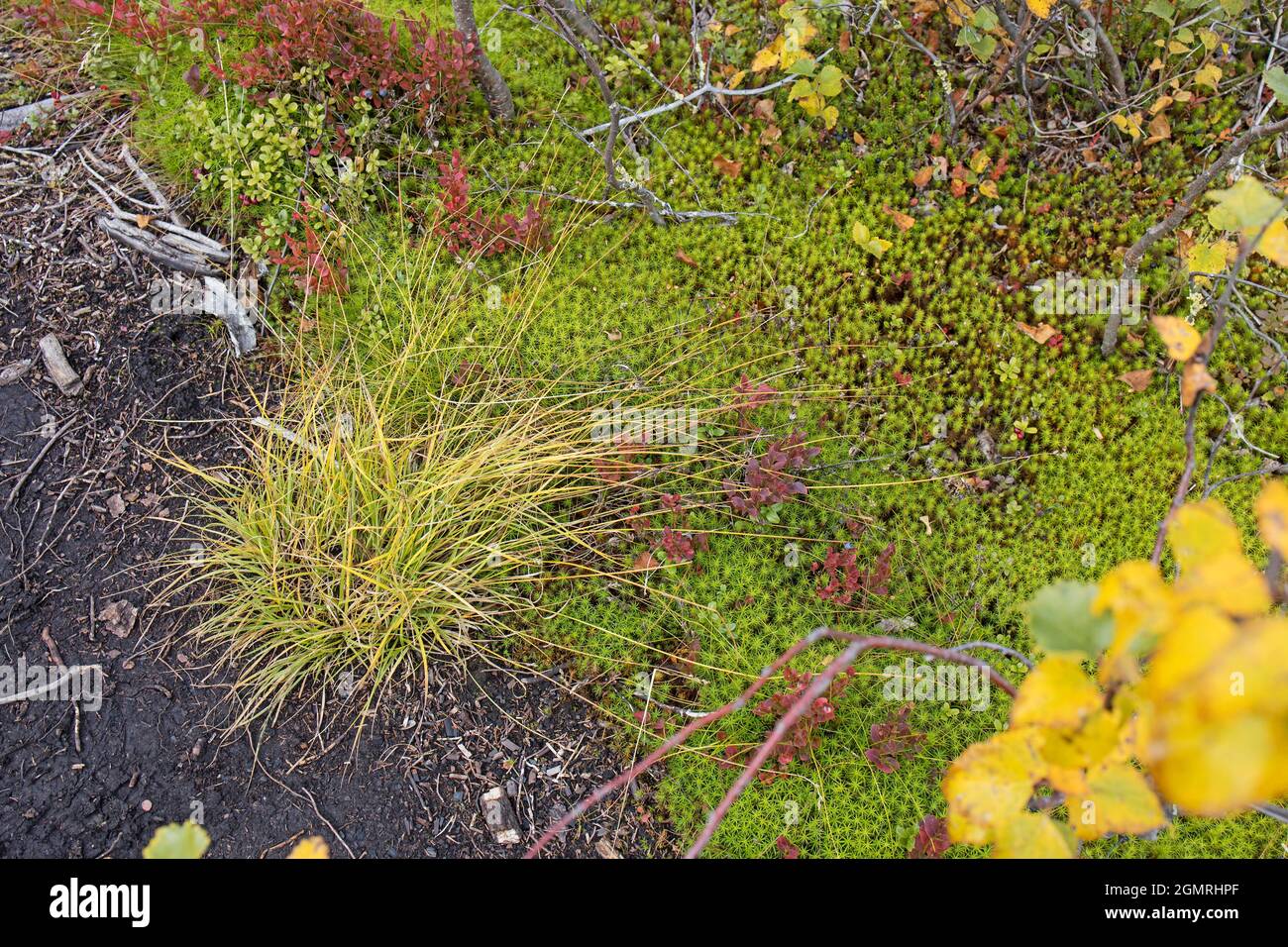 Différents types de mousses et de lichens sur de grands blocs de Carélie. Lasallia pustulata est une espèce de lichen de la famille des Umbilicariaceae Banque D'Images