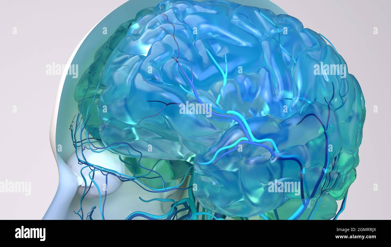 Cerveau humain, illustration conceptuelle Banque D'Images
