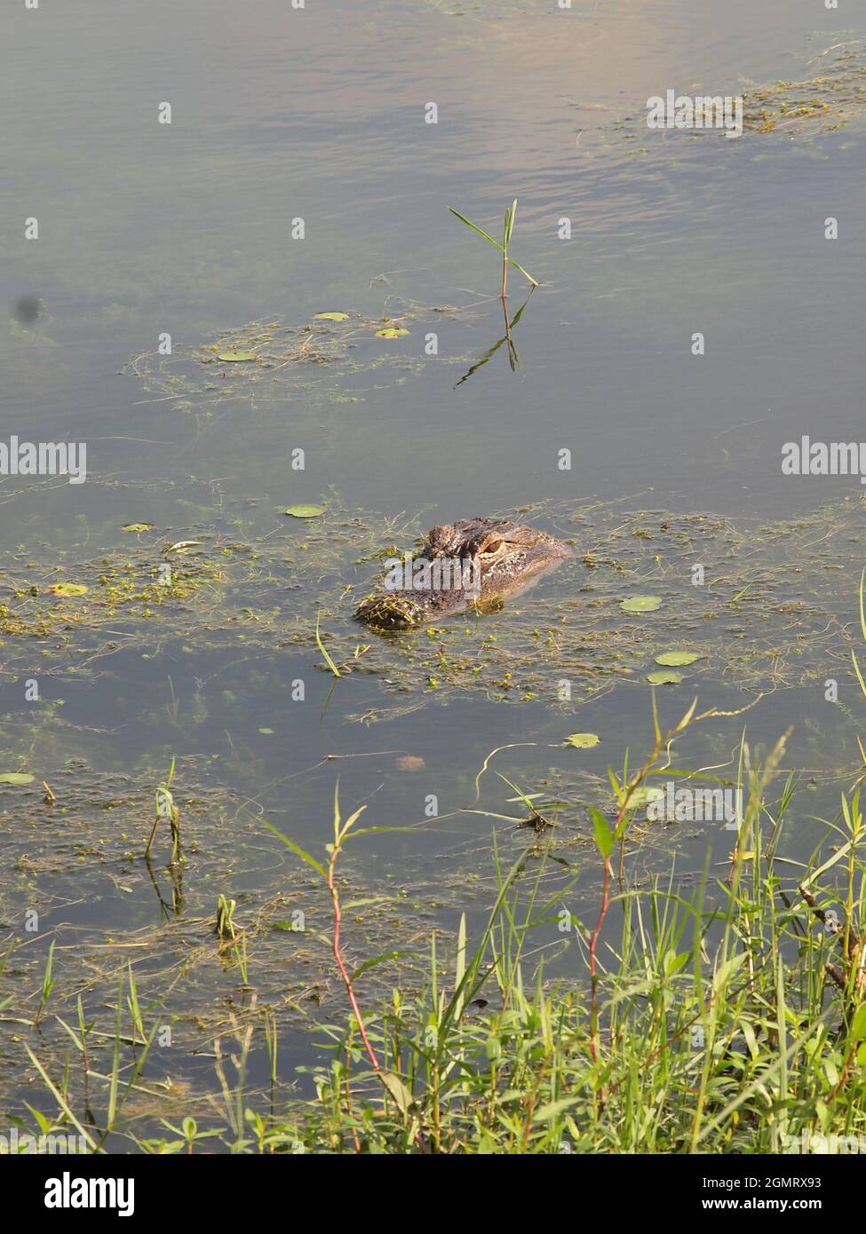 Alligator américain dans son environnement naturel dans un marais de Floride. Banque D'Images