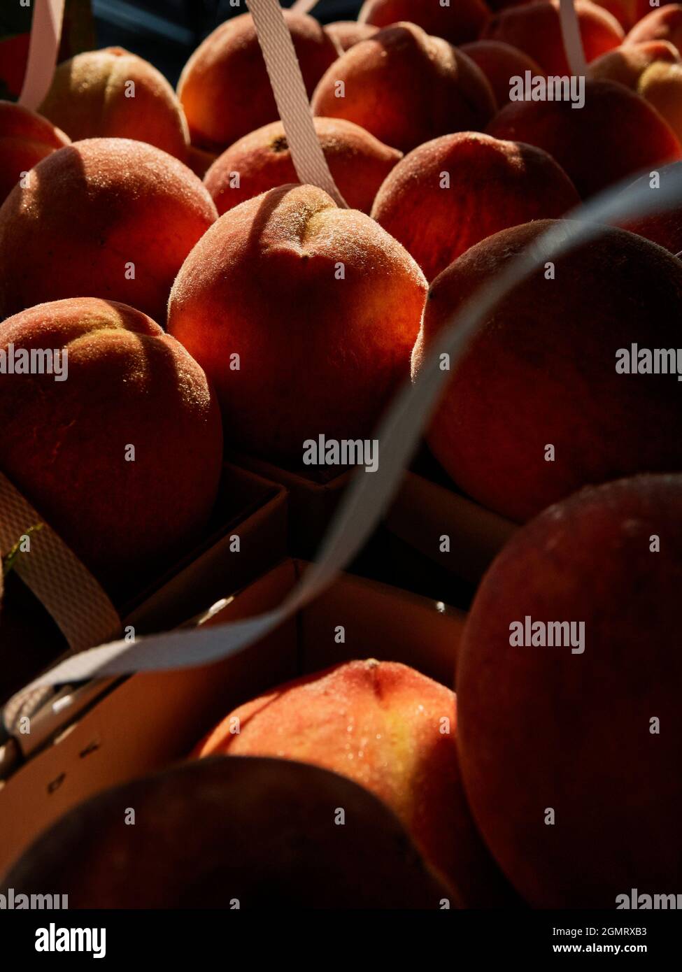 Pêches mûres fraîches d'être cueillies dans des paniers à une ferme ou marché agricole dans le comté de Chilton, Alabama, États-Unis. Banque D'Images