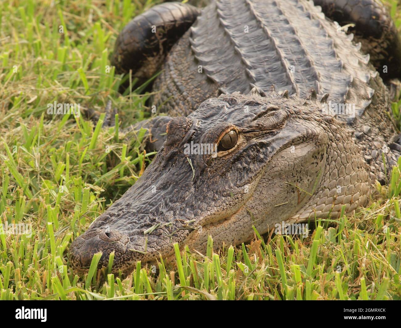 Alligator américain dans un étang de Floride. Le nom scientifique de cet alligator est Alligator Mississippienis et ce reptile est commun à la se USA Banque D'Images