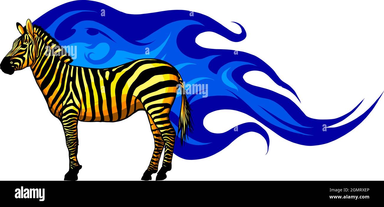 Illustration graphique d'un zèbre debout en isolation sur fond blanc. Illustration vectorielle. Illustration de Vecteur