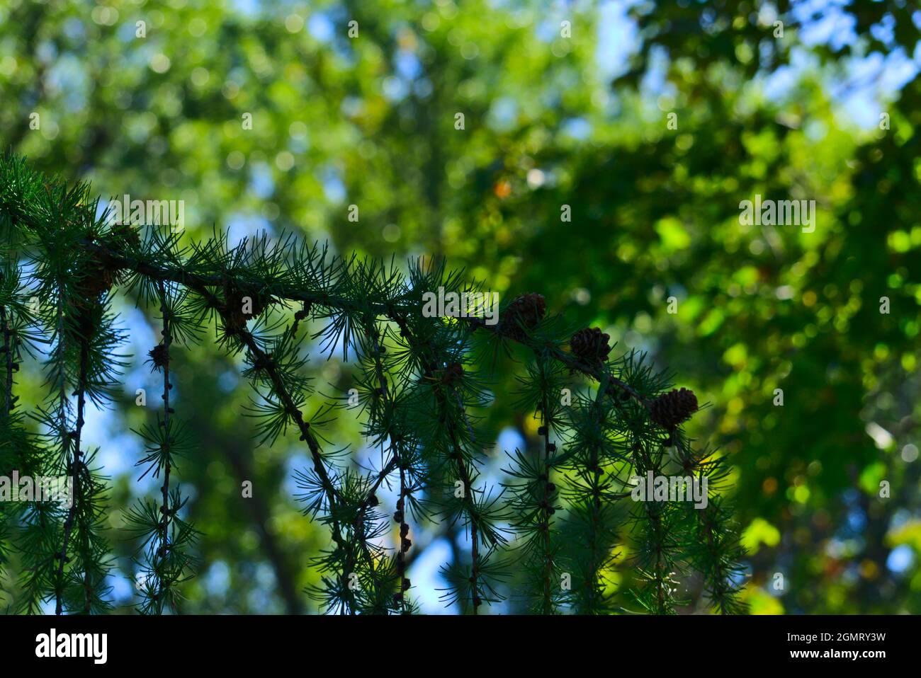 Photo macro d'une branche de pin avec des cônes de pin par une journée ensoleillée et claire avec un fond flou d'arbres verts et de ciel bleu. Banque D'Images