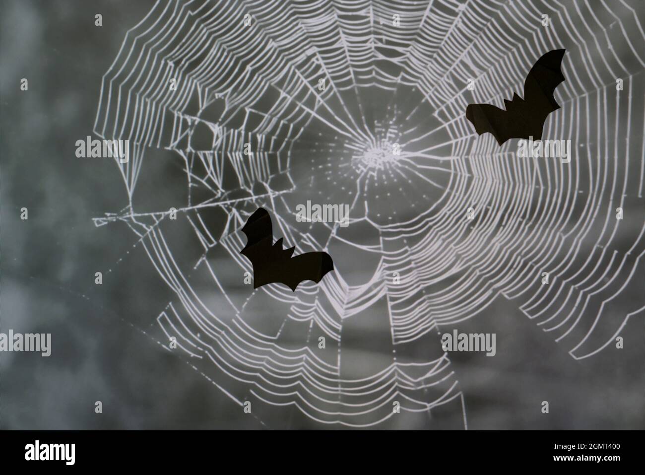 Chauves-souris noires sur fond de toiles d'araignée blanches à la nuit d'Halloween. Concept Halloween. Banque D'Images