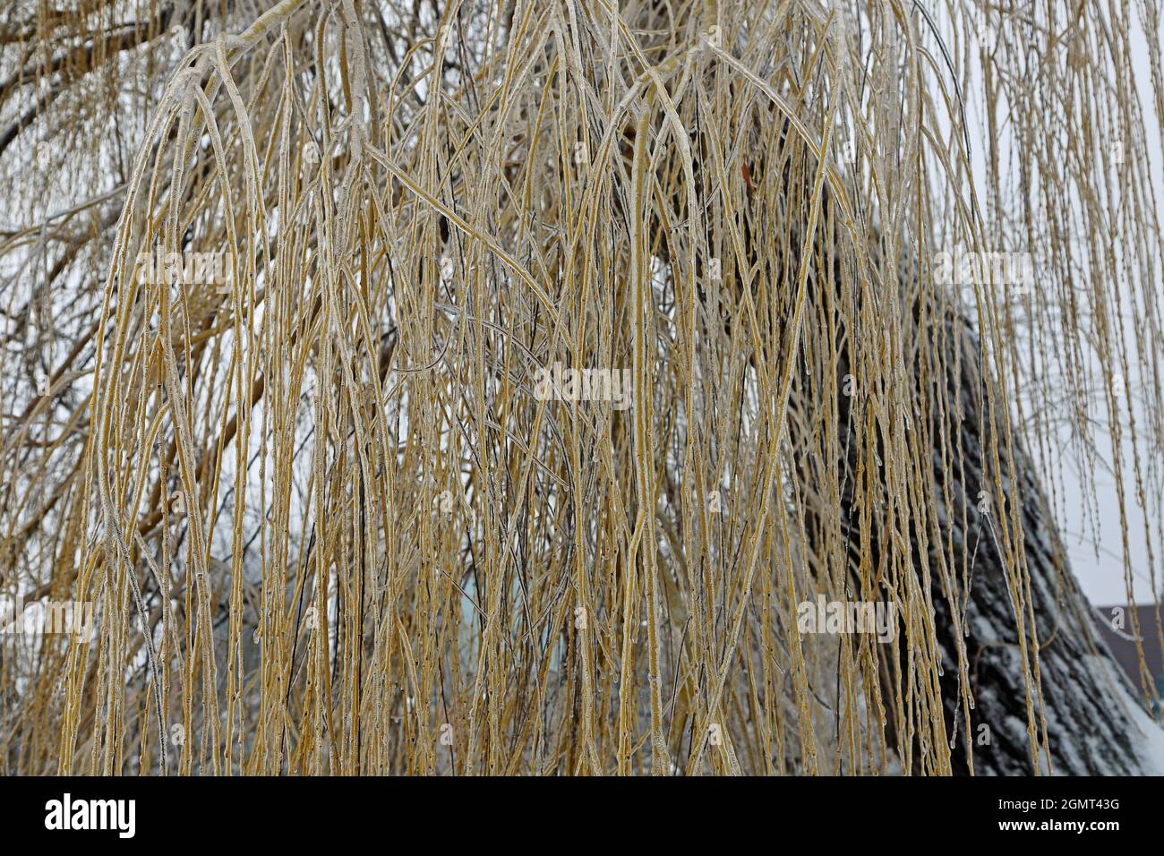 Branches surgelées de saules - Toledo, Ohio Banque D'Images