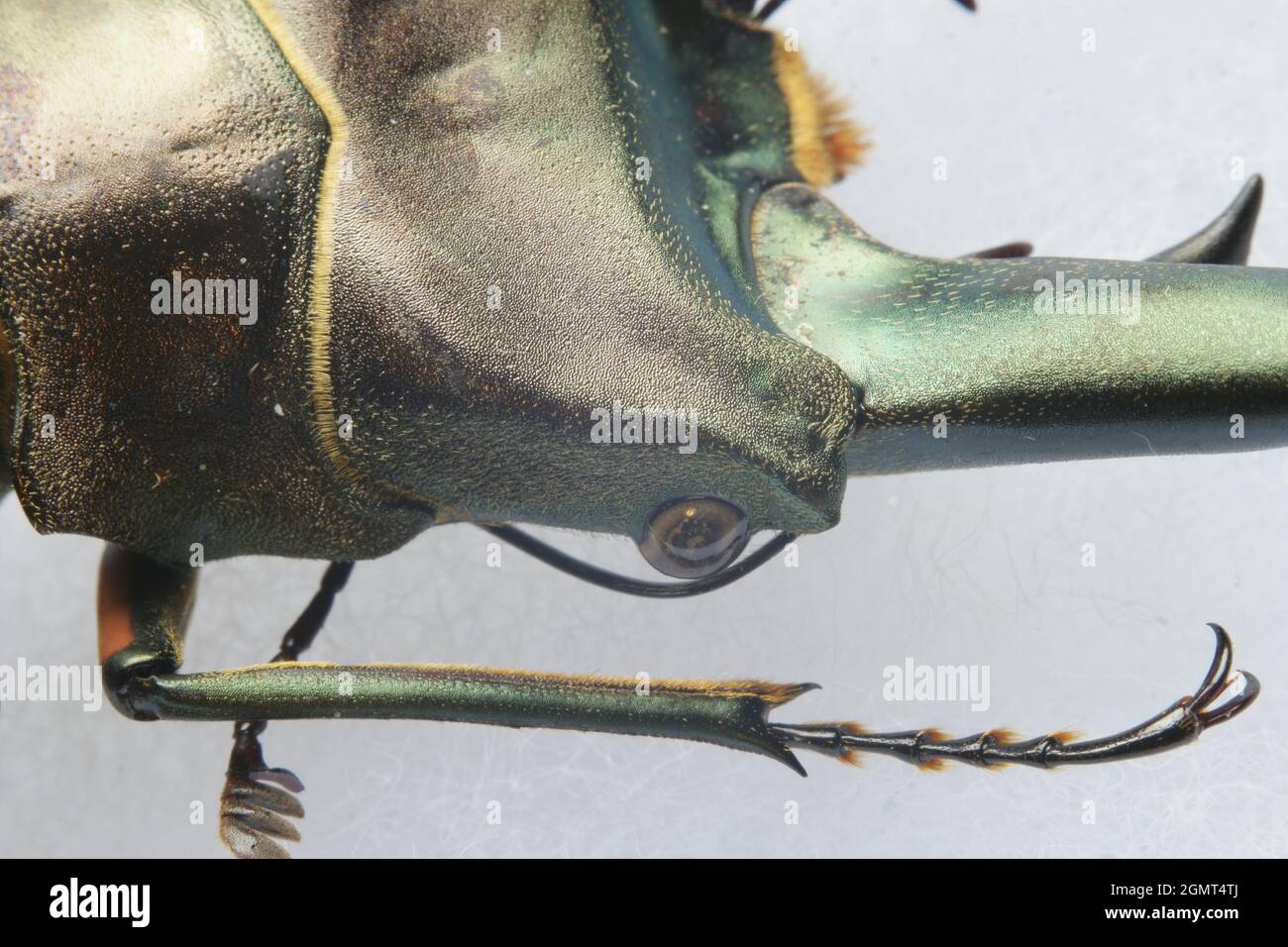 Macro Golden stag scarabée Cyclommatus metalifer finae avec ombre sur fond blanc Banque D'Images