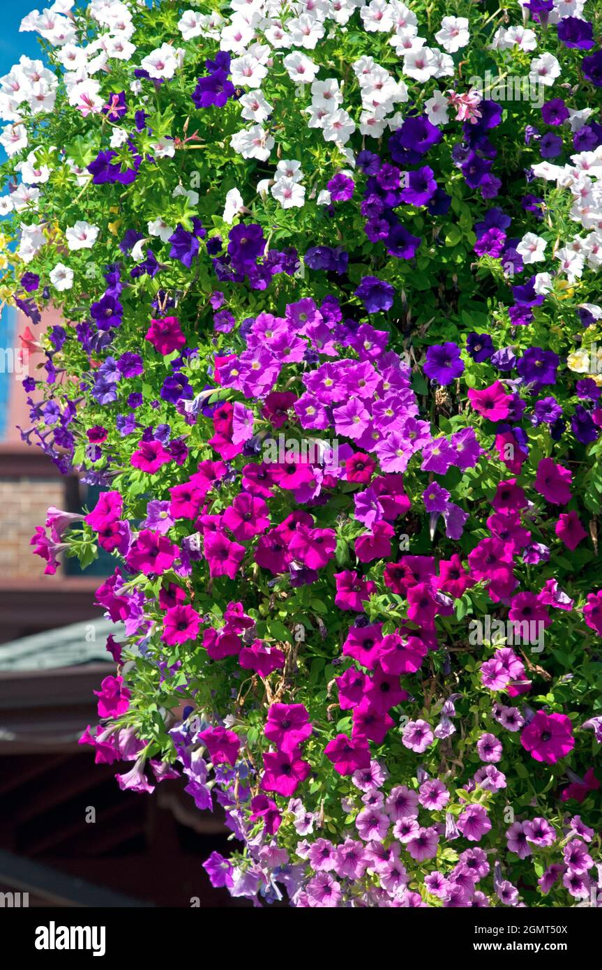 Pétunias à vagues (pétunia x hybrida) Banque D'Images