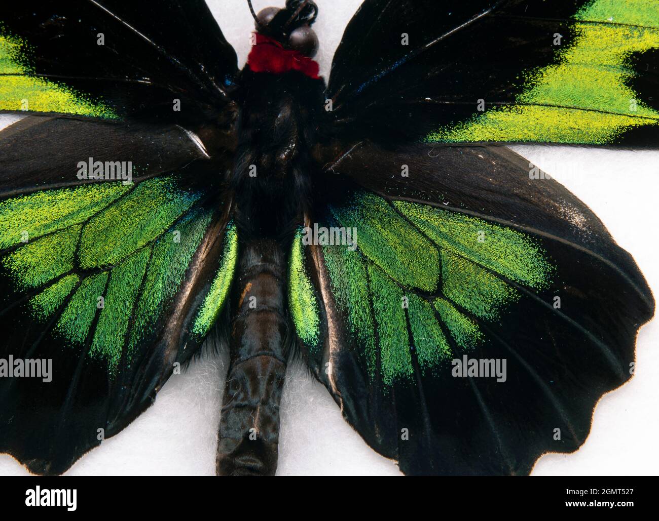 Trogonoptera brookiana albascens porte-oiseaux de Rajah Brooke Banque D'Images