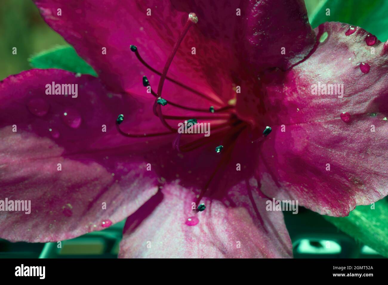 Rouge Azalea fleur macro Banque D'Images Rouge Azalea fleur macro Banque D'Images