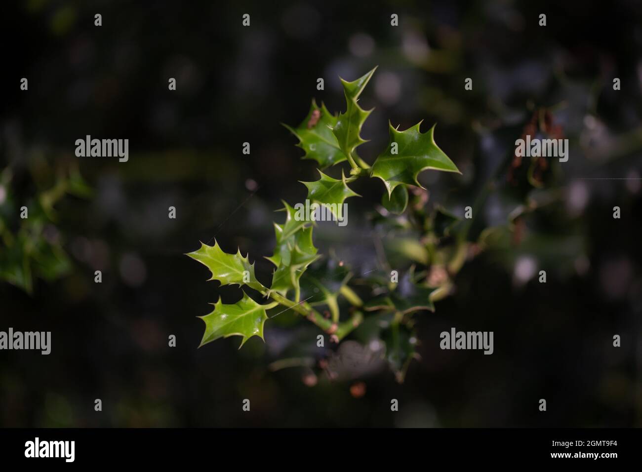 Holly (Ilex aquifolium). Branche, de pickly, pointu pointu, nouvelle croissance, vert frais, feuilles, feuilles, feuillage. Connexions de la toile d'araignée, entre Banque D'Images