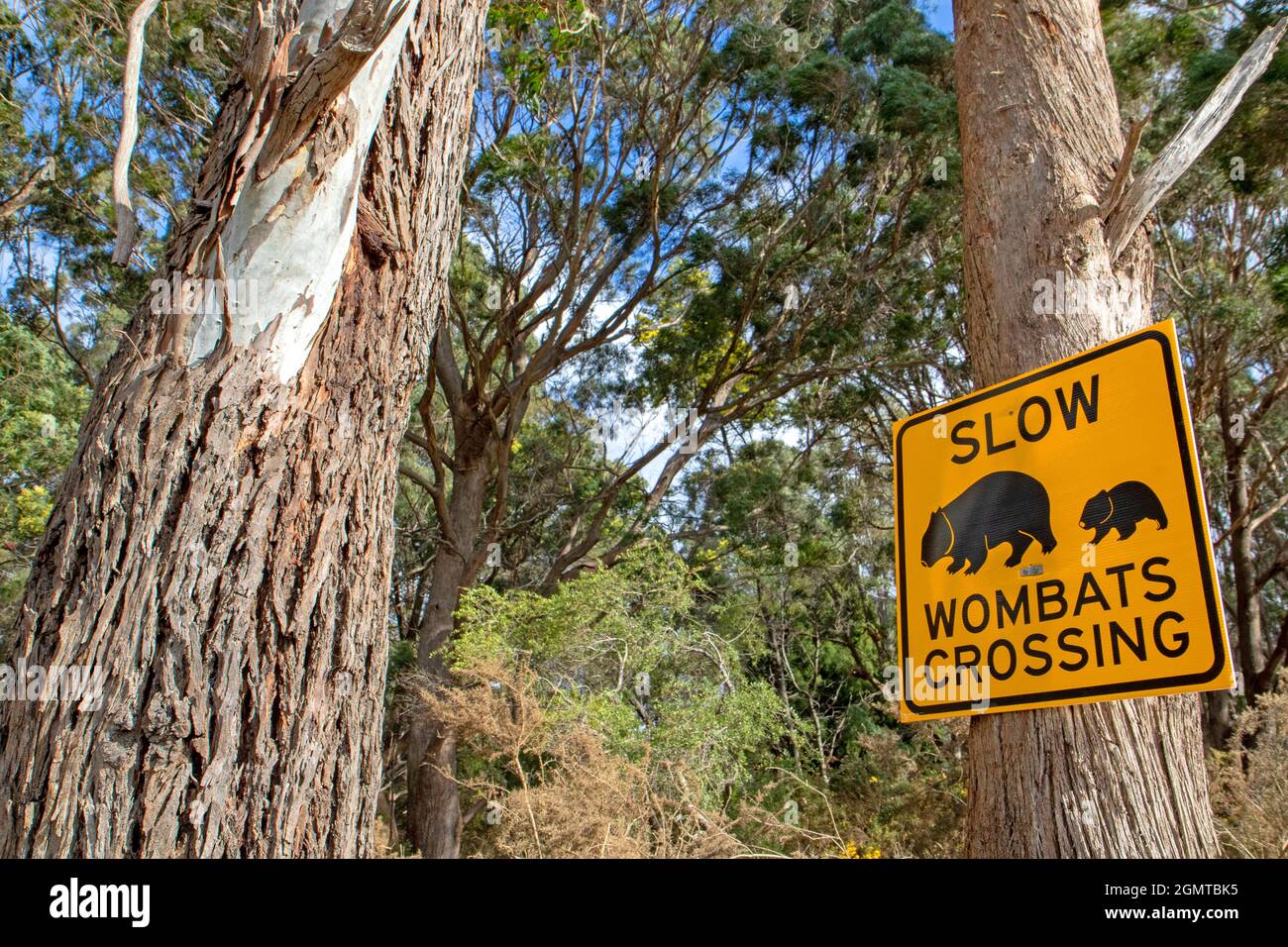 Panneau de passage de wombat dans le nord de la Tasmanie Banque D'Images