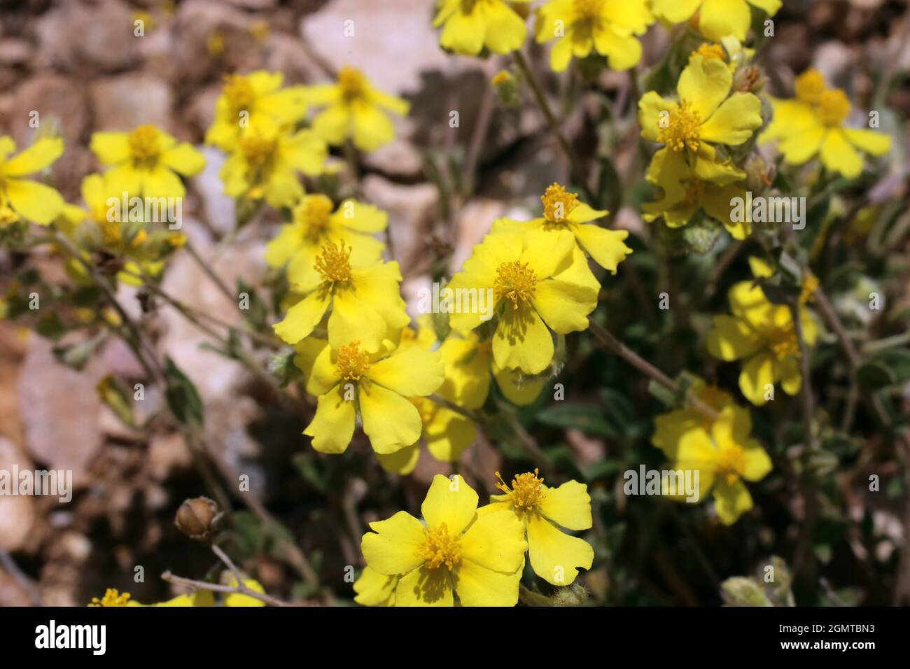 Helianthemum nummularium, Rockrose commun, Cistaceae. Plante sauvage au printemps. Banque D'Images